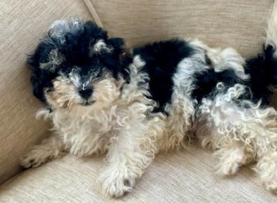 Sweet Toy Poodle Puppy – Perfect Companion - Other Other