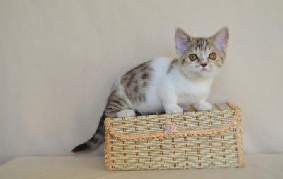  Munchkin Kittens Registered - Dubai Cats, Kittens