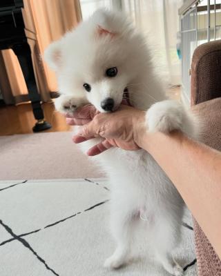  Japanese Spitz puppies - Dubai Dogs, Puppies