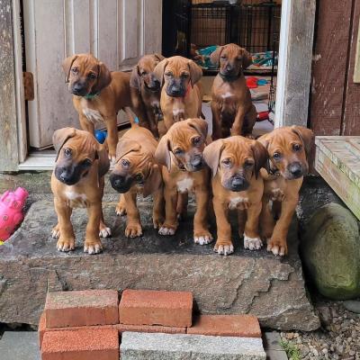  rhodesian ridgeback Puppies  