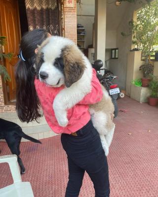   Saint Bernard Puppies    - Dubai Dogs, Puppies