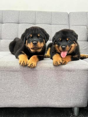  Rottweiler Puppies Available    - Dubai Dogs, Puppies