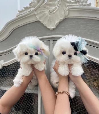  Teacup Maltese Puppies    - Dubai Dogs, Puppies