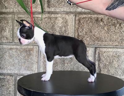   Boston Terrier Puppies For New Homes 