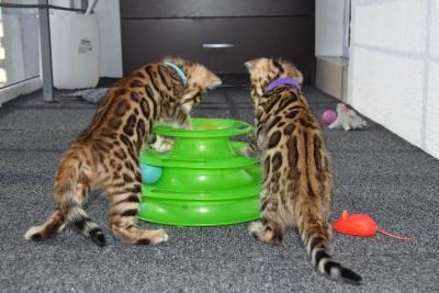   Bengal Kittens   - Dubai Cats, Kittens