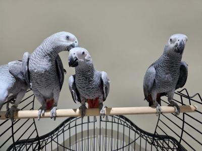   Talking African Grey Parrots  - Dubai Birds