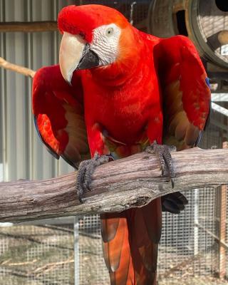  Scarlet Macaw Parrots  - Dubai Birds