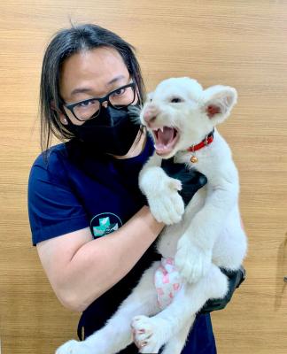  Lion Cubs  - Dubai Other