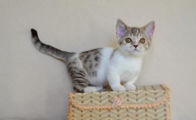  Munchkin Kittens Registered - Kuwait Region Cats, Kittens