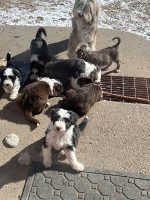  Bearded Collie Puppies  - Kuwait Region Dogs, Puppies