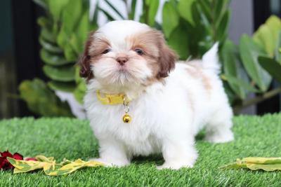  Shih Tzu Puppies    - Kuwait Region Dogs, Puppies