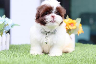  Shih Tzu Puppies    - Kuwait Region Dogs, Puppies