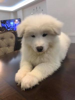   Samoyed puppies   
