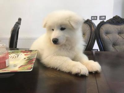   Samoyed puppies    - Kuwait Region Dogs, Puppies