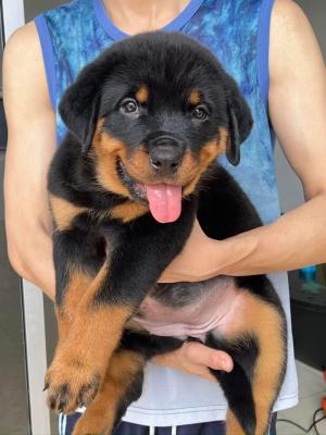  Rottweiler Puppies Available    - Kuwait Region Dogs, Puppies