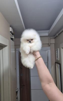   Teacup Pomeranian Puppies    - Kuwait Region Dogs, Puppies