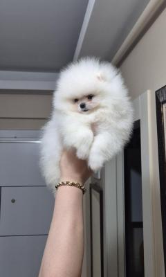   Teacup Pomeranian Puppies    - Kuwait Region Dogs, Puppies
