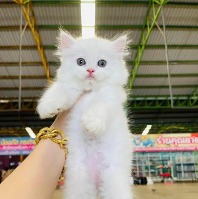   Persian kittens Available    - Kuwait Region Cats, Kittens