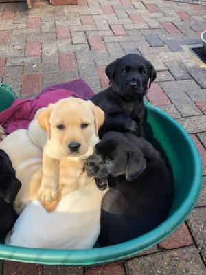  Labrador Puppies for adoption  