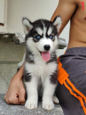   Siberian husky puppies available   