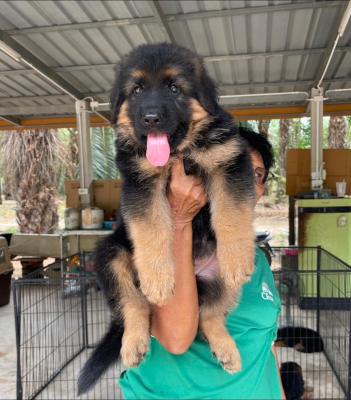   German Shepherd Puppies    - Kuwait Region Dogs, Puppies