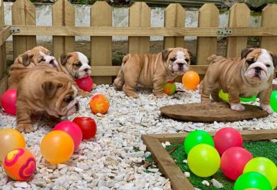  English Bulldog Puppies    - Kuwait Region Dogs, Puppies