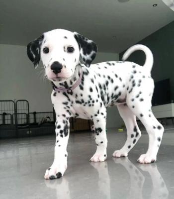  dalmatian puppies now ready for a new home