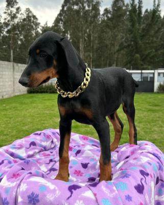  Doberman Pinscher Puppies Available   