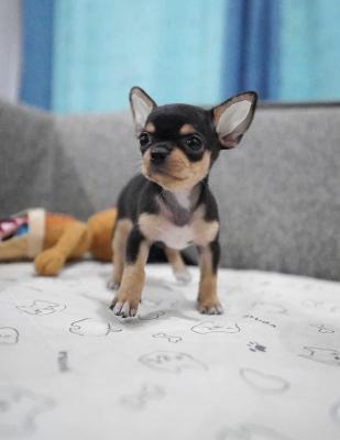   Chihuahua puppies  - Kuwait Region Dogs, Puppies