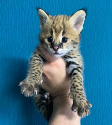  Serval Kittens    - Neuss Cats, Kittens