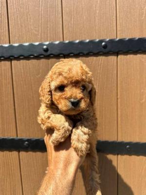 Zwergpudel erstklassiger Abstammung - Vienna Dogs, Puppies