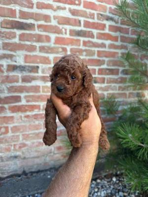 Zwergpudel erstklassiger Abstammung - Vienna Dogs, Puppies