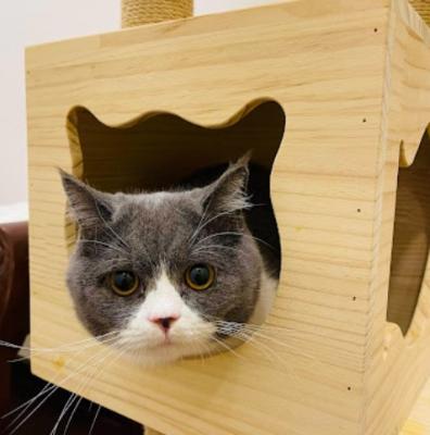 Best service for Cat Grooming in Marsiling