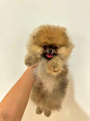Beautiful Pomeranian puppies available - Vienna Dogs, Puppies