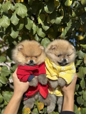 Beautiful Pomeranian puppies available - Vienna Dogs, Puppies