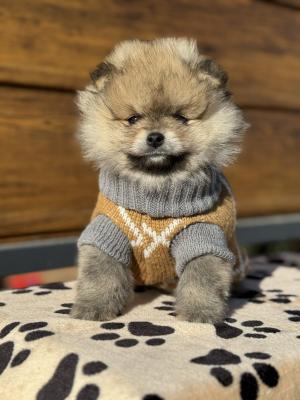 Beautiful Pomeranian puppies available - Vienna Dogs, Puppies