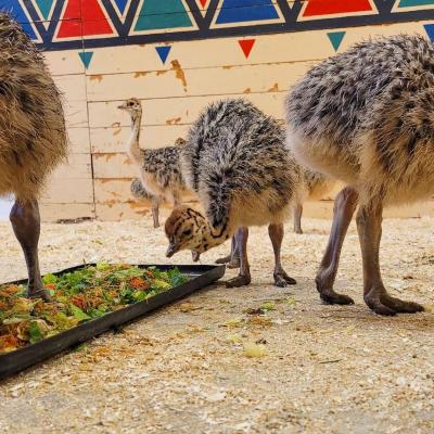 Ostrich chicks And eggs    - Neuss Other