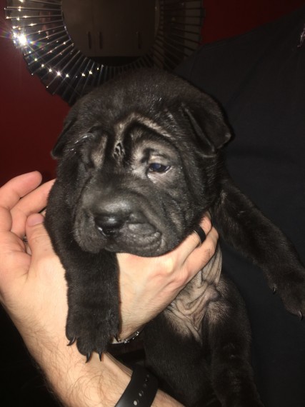  Shar Pei Puppies    - Neuss Dogs, Puppies