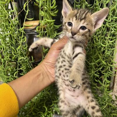   savannah kittens    - Neuss Cats, Kittens