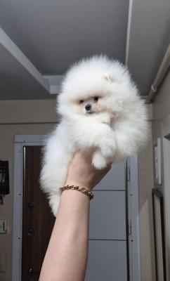  Teacup Pomeranian Puppies    - Neuss Dogs, Puppies