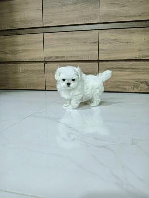  Teacup Maltese Puppies    - Neuss Dogs, Puppies