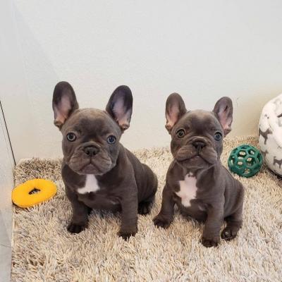  French Bulldog Puppies    - Neuss Dogs, Puppies