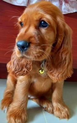  Cocker Spaniel Puppies  - Neuss Dogs, Puppies