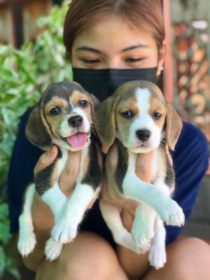  Beagle Puppies    - Neuss Dogs, Puppies