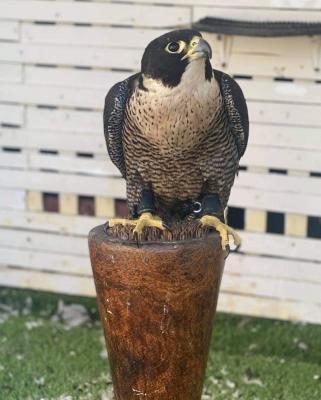  FALCON BIRDS    - Neuss Birds