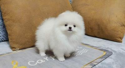  Pomeranian puppies available    - Neuss Dogs, Puppies