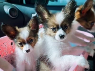  ...Papillon Puppies  ...   - Neuss Dogs, Puppies