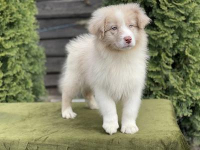  Australian shepherd puppies - Neuss Dogs, Puppies