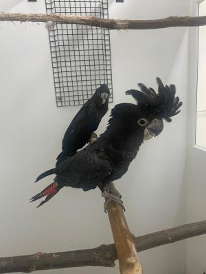   Red Tailed Black Cockatoo  - Neuss Birds