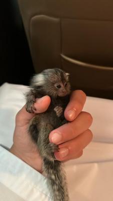   Finger Marmoset Monkeys  - Neuss Other